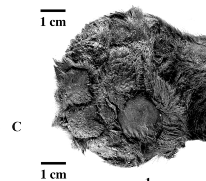 A scientific figure showing the paw of a saber-toothed cub mummy in black-and-white , with a 1 cm bar for comparison.